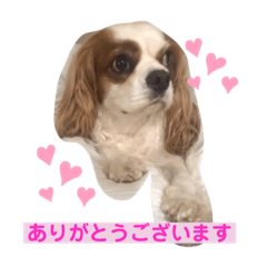 [LINEスタンプ] キャバリア♡オリバー③