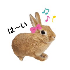 [LINEスタンプ] うさぎのららちゃんの日常