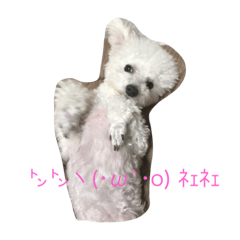 [LINEスタンプ] プードル我が家
