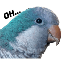 [LINEスタンプ] オキナインコ①＋②