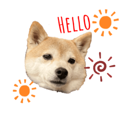 [LINEスタンプ] 豆柴ぼたんのスタンプ