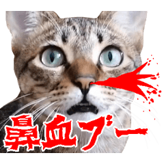 [LINEスタンプ] ダジャレ＋死語のデカ文字猫スタンプ2の画像（メイン）