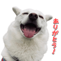[LINEスタンプ] 表情豊かな雑種犬あられ