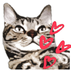 [LINEスタンプ] スコティッシュフォールドマックのスタンプ