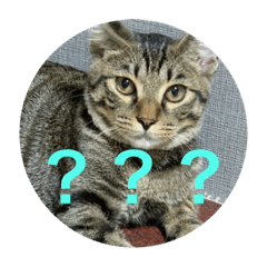 [LINEスタンプ] パコ太の日々