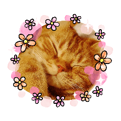[LINEスタンプ] 可愛いねこクーザ＆ルタにゃん