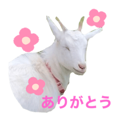[LINEスタンプ] ヤギのゆきちゃん＆はっち＆なな＆まる