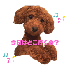 [LINEスタンプ] ゆず(トイプードル)くこ(チワワ)