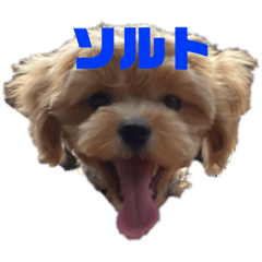 [LINEスタンプ] ソルト①