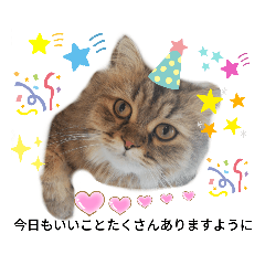 [LINEスタンプ] ポンタねこ