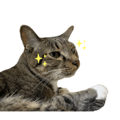 [LINEスタンプ] ホタル尻尾のこふで