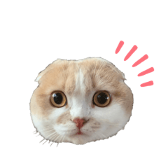[LINEスタンプ] ツインズのお顔