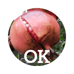 [LINEスタンプ] zakuro fruits