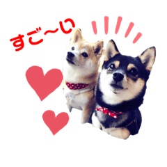 [LINEスタンプ] 豆柴親子 ぼたんとてつこのスタンプ