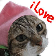 [LINEスタンプ] やる気のない猫のしょこたん
