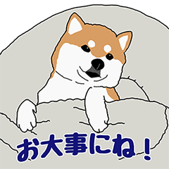 [LINEスタンプ] 私の柴犬さん【毎日便利】