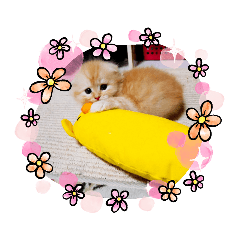[LINEスタンプ] aiaiaiboo