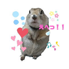 [LINEスタンプ] リチャードソンジリスのお転婆るかちゃん！