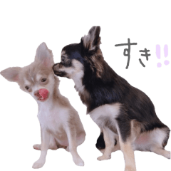 [LINEスタンプ] チワワ*ハレマノ
