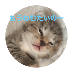 [LINEスタンプ] キョン氏ニャンコ大集合