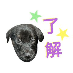 [LINEスタンプ] OREO dog stamp 1の画像（メイン）