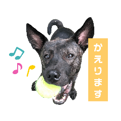 [LINEスタンプ] 甲斐犬ミックス「佐藤先生」