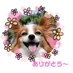 [LINEスタンプ] パピヨンめる 2