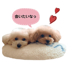 [LINEスタンプ] 板野さん家のcoota＆cheek