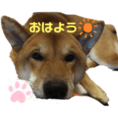 [LINEスタンプ] 柴犬カイ vol 2