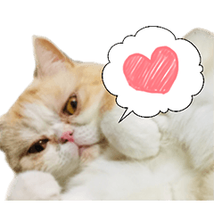 [LINEスタンプ] ぶしゃ猫スタンプ