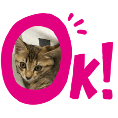 [LINEスタンプ] わたしの 飼い猫