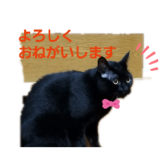 [LINEスタンプ] 優しさニャンコ