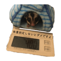[LINEスタンプ] ももんがもも太
