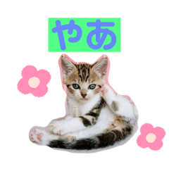 [LINEスタンプ] ファニーキャットの子猫スタンプ