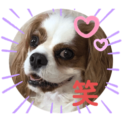 [LINEスタンプ] キャバリア♡オリバー④