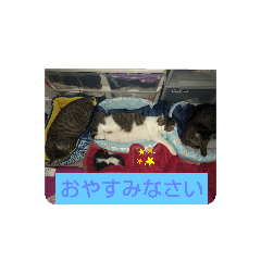 [LINEスタンプ] 大将どす