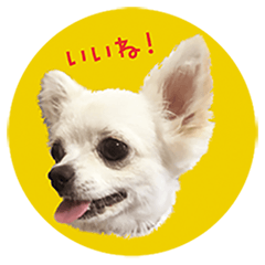 [LINEスタンプ] チワワスタンプ2000～チェリーちゃん～