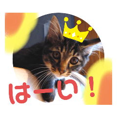 [LINEスタンプ] アルラムジョーにゃん