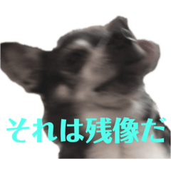 [LINEスタンプ] 毎日使えないチワワのスタンプ