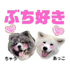 [LINEスタンプ] 秋田犬あっことオクラと悟空