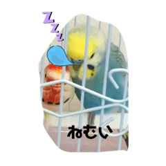 うちのいんこの日常第二だん
