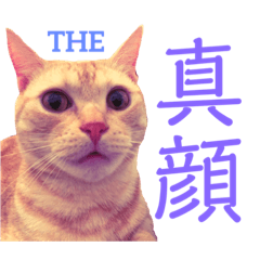 [LINEスタンプ] コロンたんの日常
