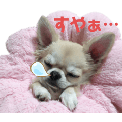 [LINEスタンプ] ぽむりんちゃぴ家 第5弾