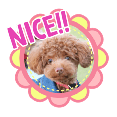 [LINEスタンプ] トイプードル・レオン②