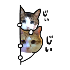 [LINEスタンプ] ネコのまりんとぽん太