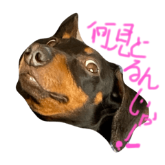 [LINEスタンプ] Moka moka dauksfund