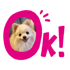 [LINEスタンプ] ポメラニアン にこ