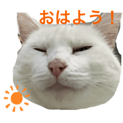 [LINEスタンプ] 白猫スノーの日常