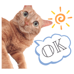 [LINEスタンプ] 茶トラのこぴ