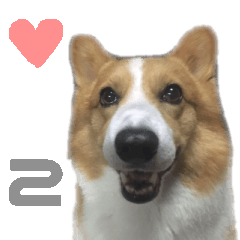 [LINEスタンプ] コーギー犬♡てるくん2